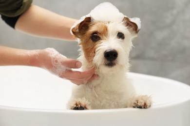 Photo of Woman washing her cute dog with shampoo in bathroom indoors, closeup