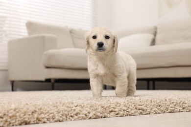 Photo of Cute little puppy on beige carpet at home