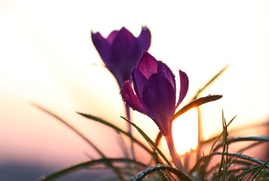 Photo of Fresh purple crocus flowers growing in spring morning at sunrise, closeup