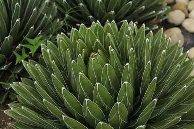 Beautiful green agave growing outdoors. Succulent plant