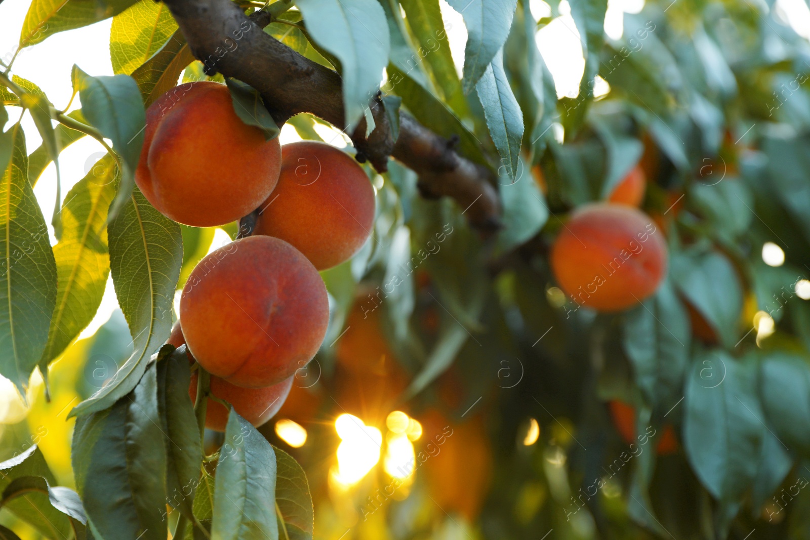 Photo of Fresh ripe peaches on tree in garden