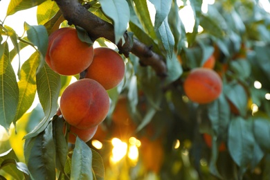 Fresh ripe peaches on tree in garden