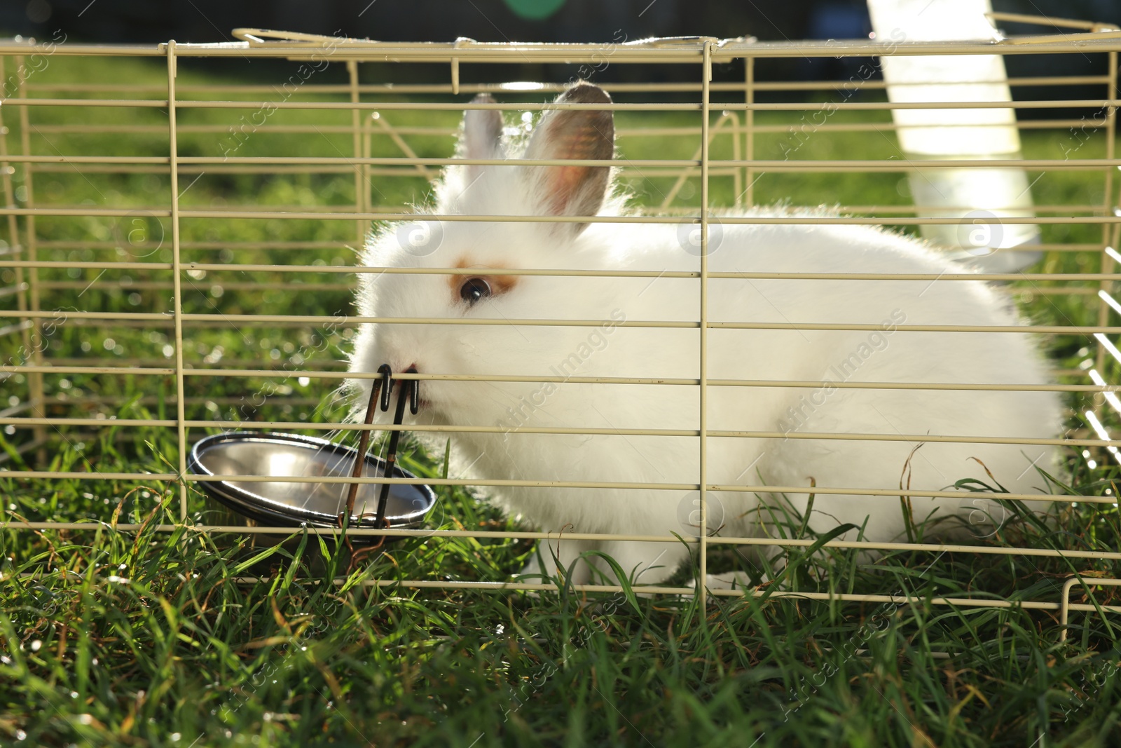 Photo of Cute fluffy rabbit in cage on sunny day. Farm animal