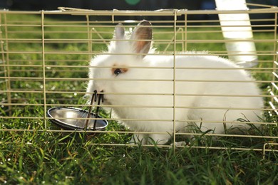 Photo of Cute fluffy rabbit in cage on sunny day. Farm animal