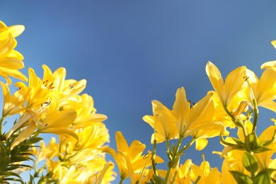 Photo of Beautiful yellow lilies in blooming field against blue sky. Space for text