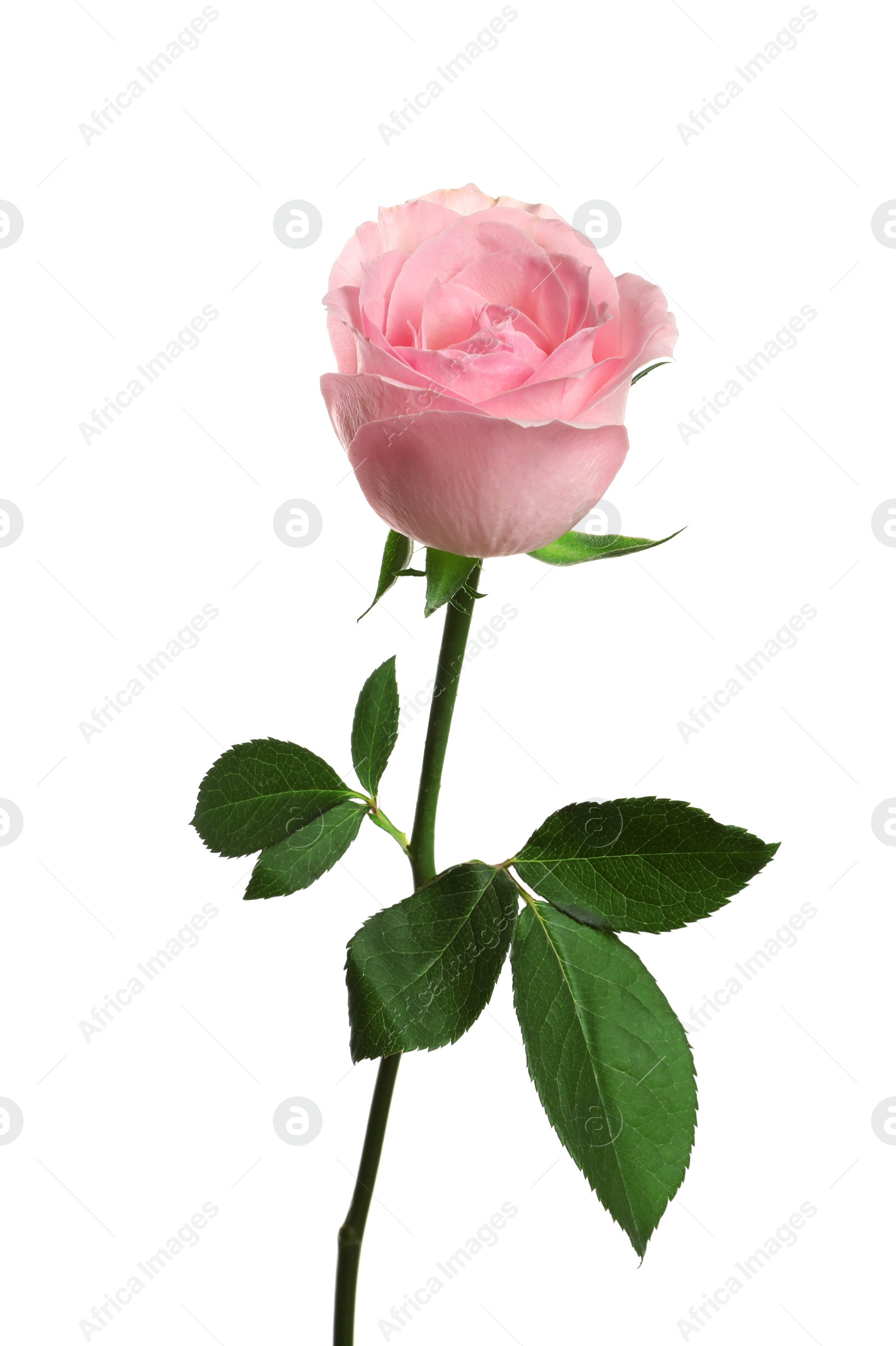 Photo of Beautiful blooming pink rose on white background