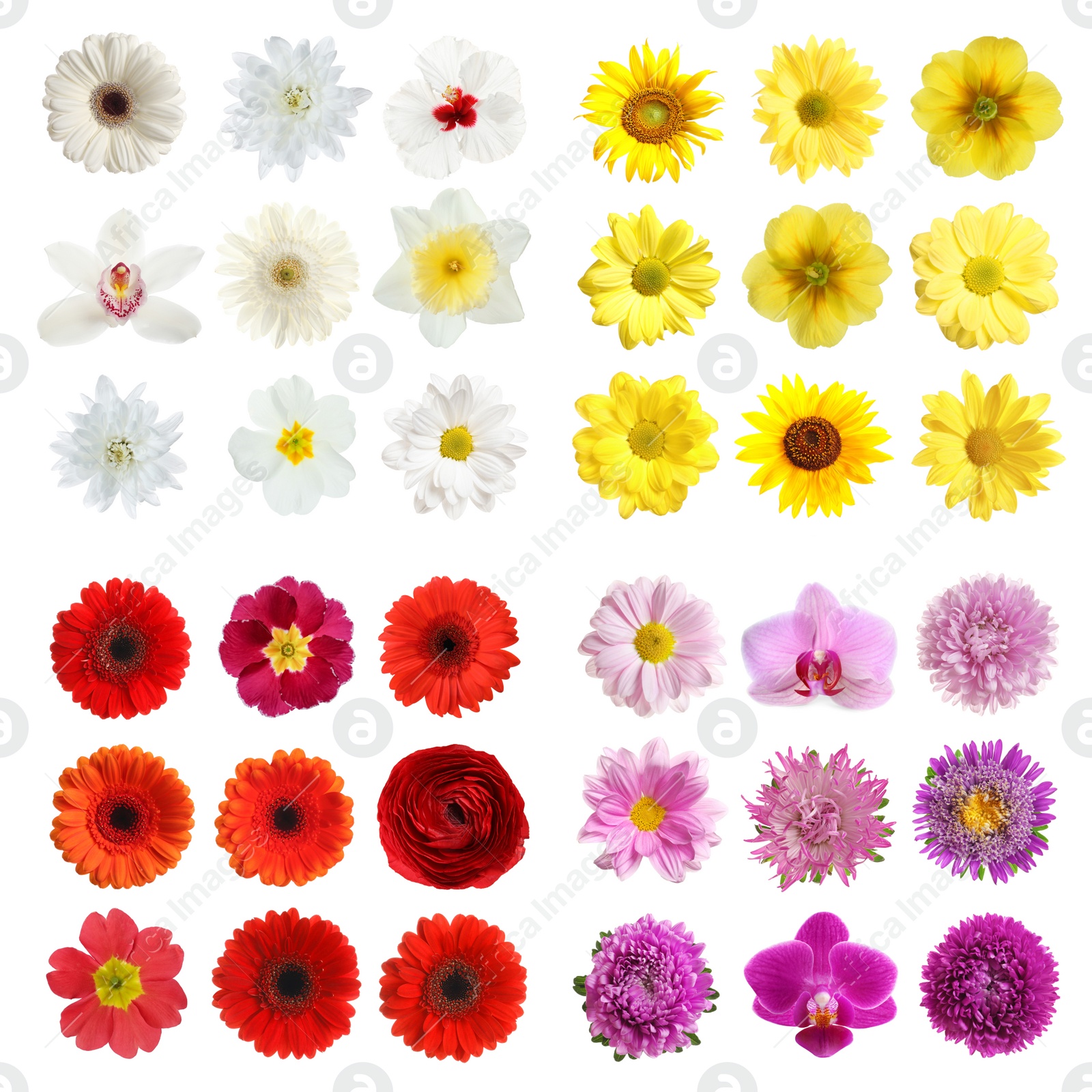 Image of Set with different beautiful flowers on white background