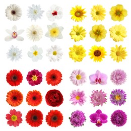 Set with different beautiful flowers on white background