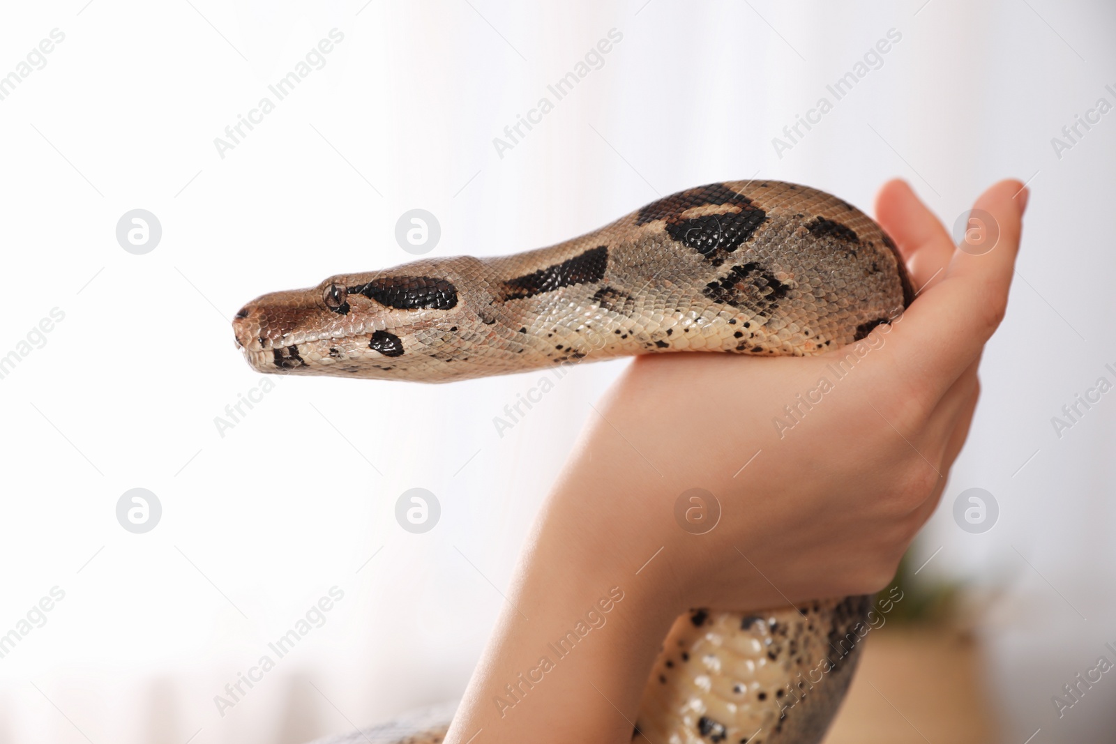 Photo of Woman with her boa constrictor at home, closeup. Exotic pet