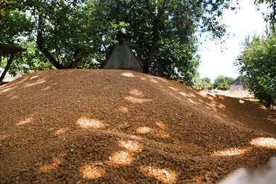 Photo of Pile of wheat grains outdoors, closeup view