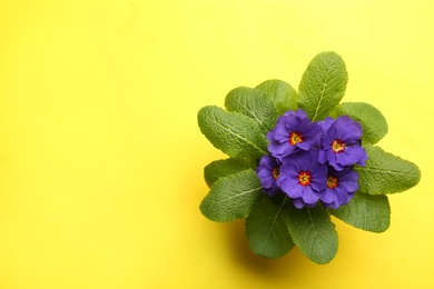 Photo of Beautiful primula (primrose) plant with purple flowers on yellow background, top view and space for text. Spring blossom