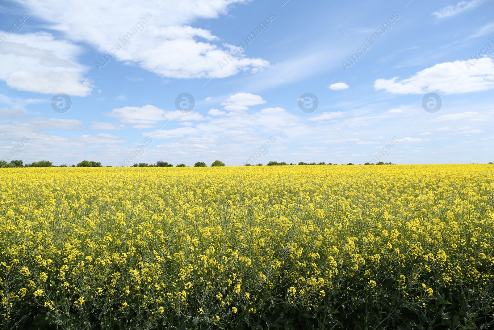 Photo of Beautiful rapeseed flowers blooming in field under blue sky