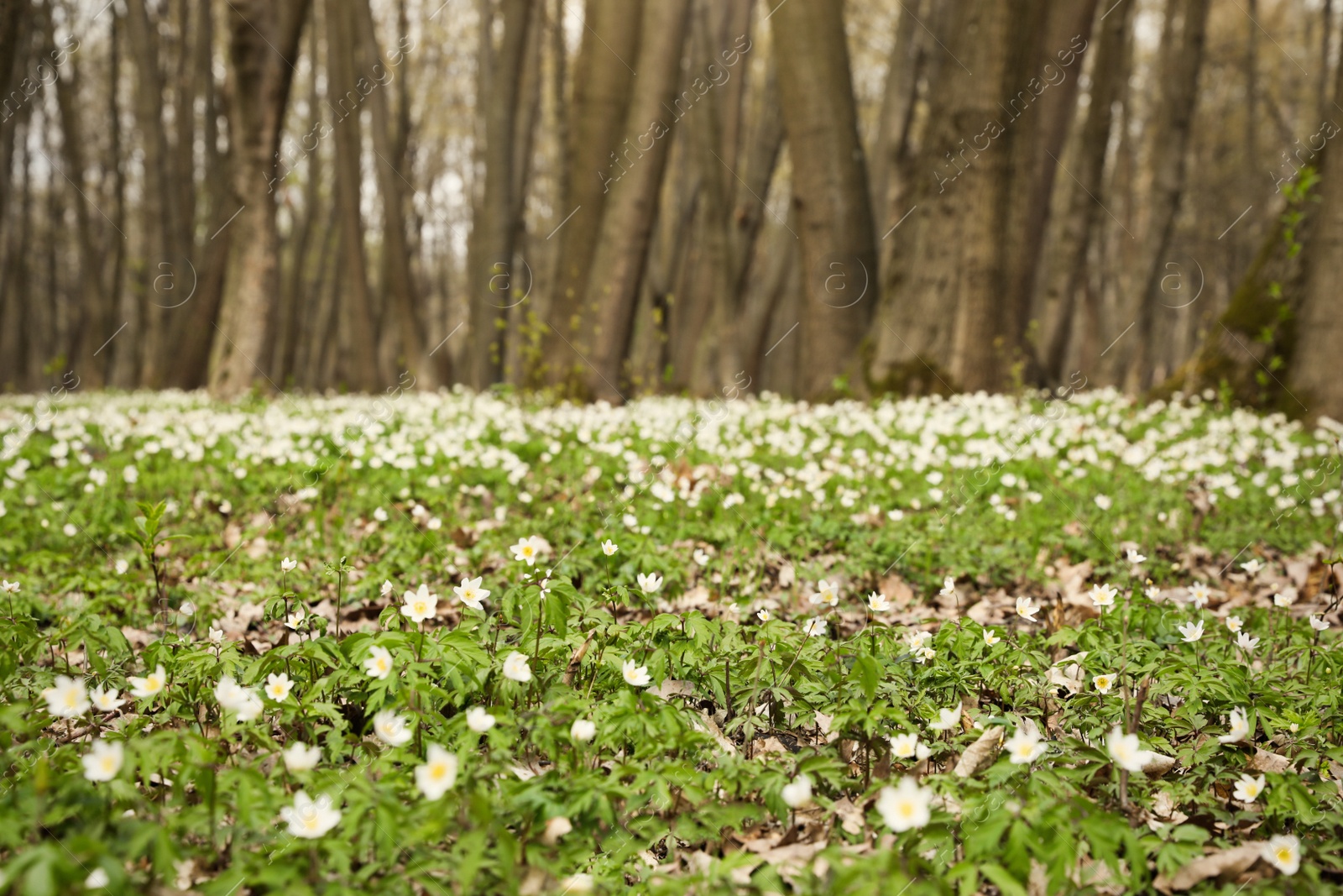 Photo of Beautiful forest with white wood anemone flowers