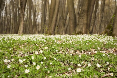 Photo of Beautiful forest with white wood anemone flowers