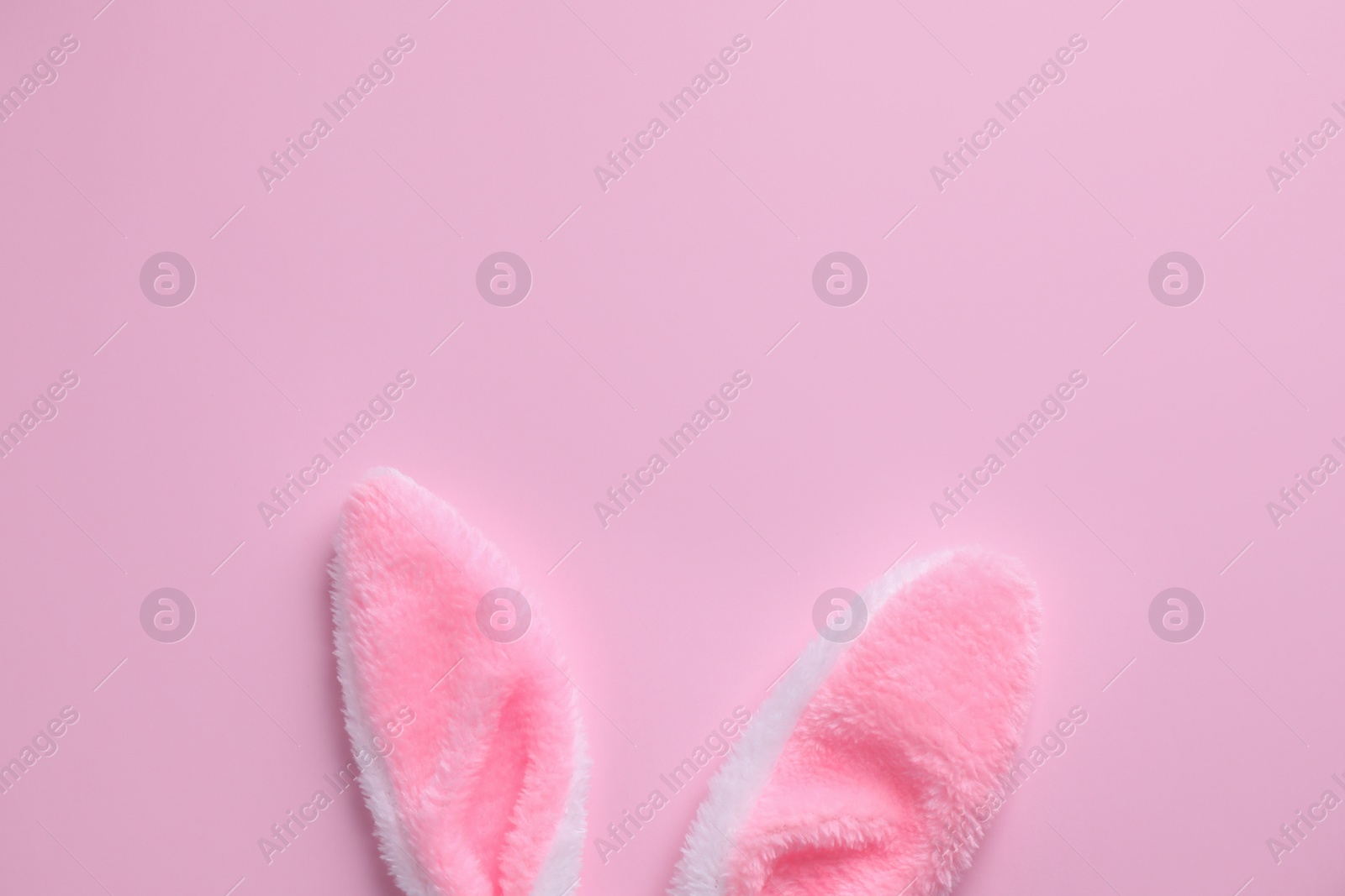 Photo of Easter bunny ears on pink background, top view. Space for text