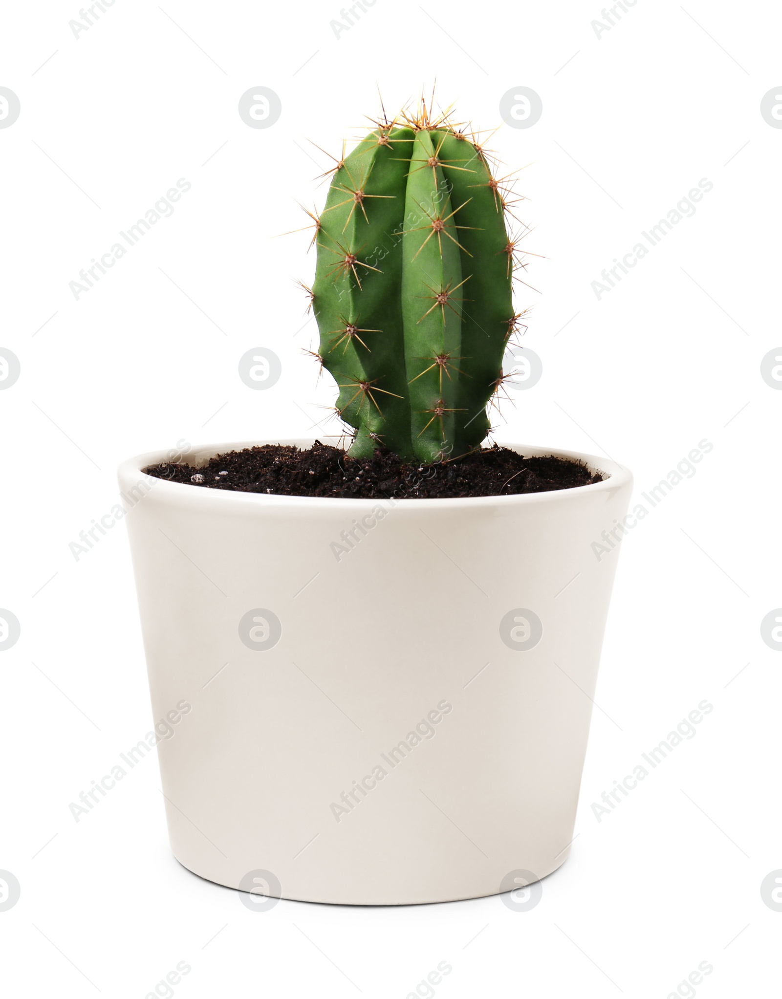 Photo of Beautiful green cactus in pot isolated on white