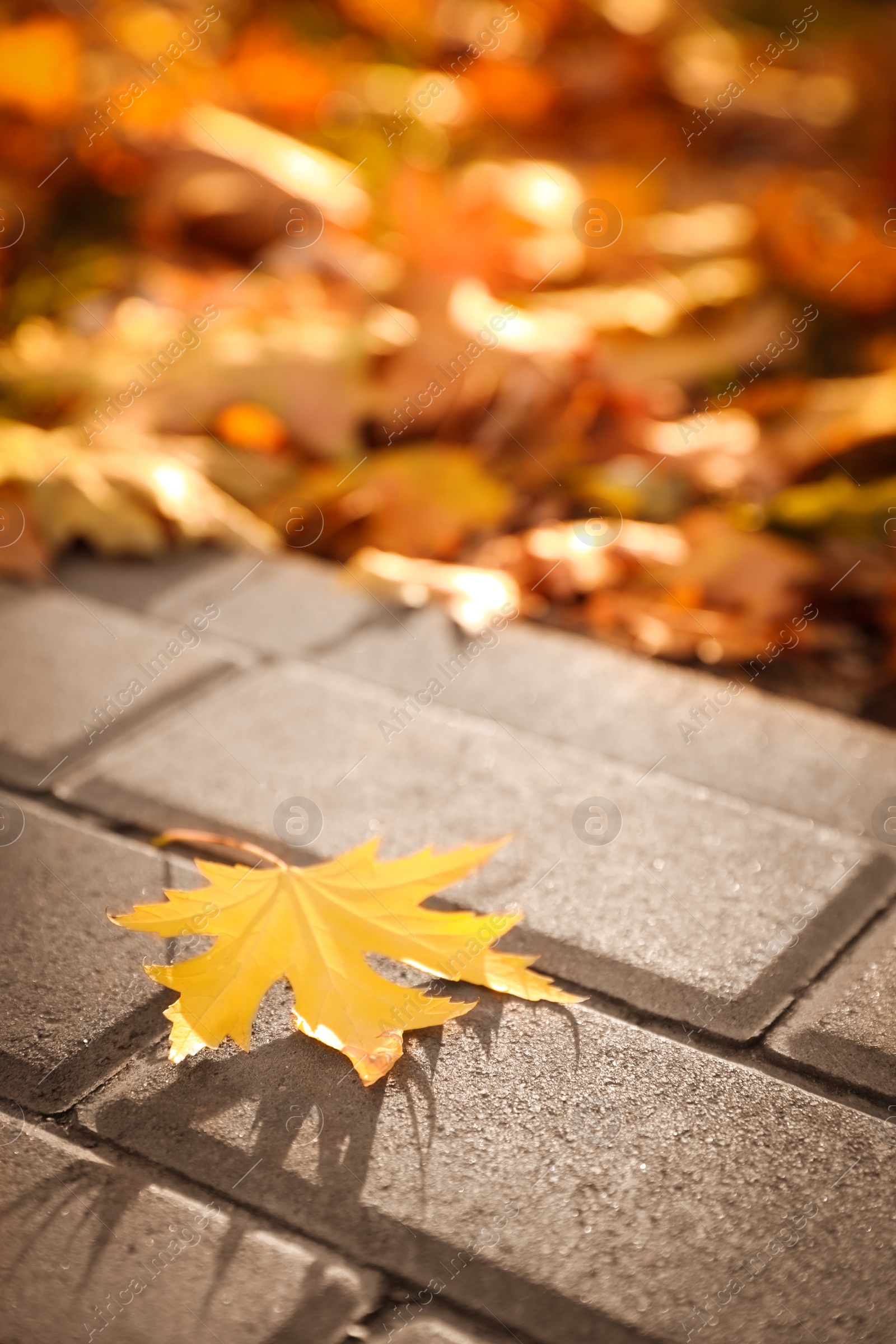 Photo of Pavement with beautiful bright leaf in park, closeup. Autumn season