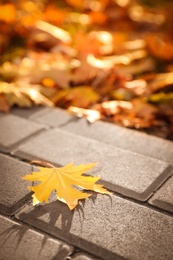 Pavement with beautiful bright leaf in park, closeup. Autumn season