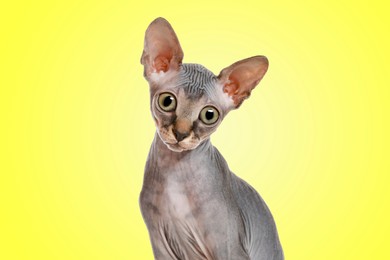 Image of Cute surprised Sphynx cat with big eyes on yellow background