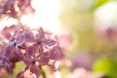 Photo of Closeup view of beautiful blooming lilac shrub outdoors