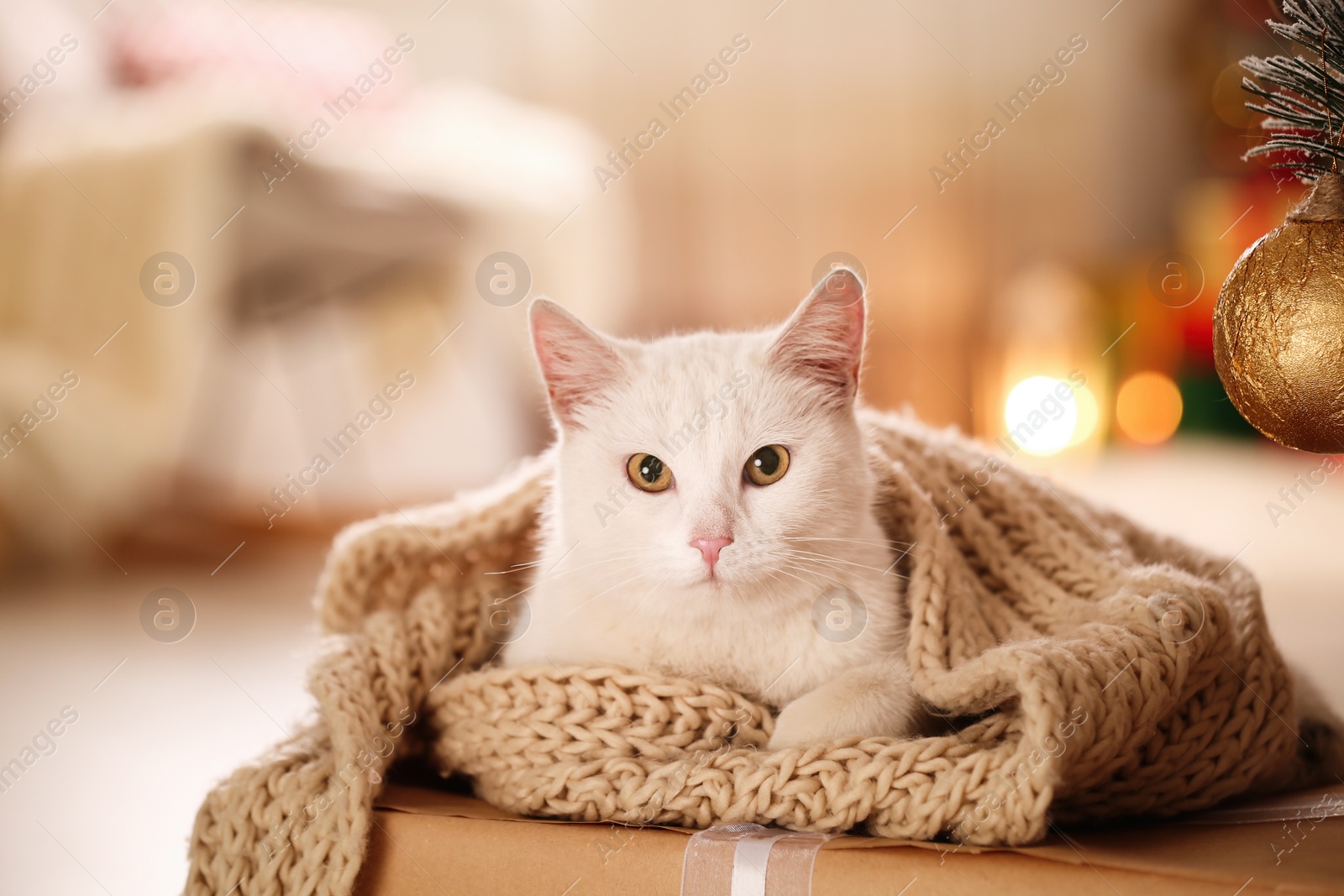 Photo of Cute white cat with scarf in room decorated for Christmas. Adorable pet