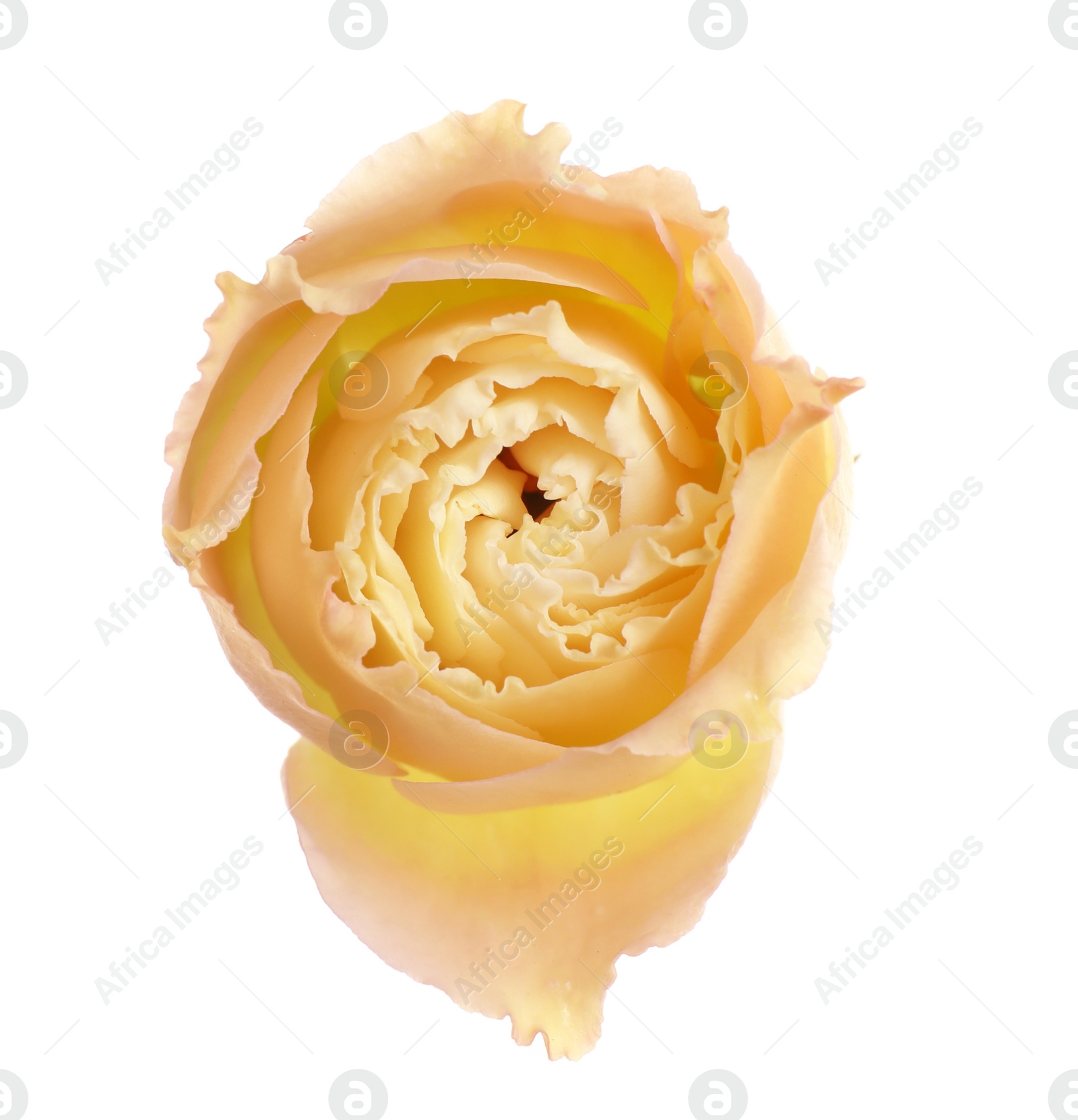 Photo of Beautiful fresh Eustoma flower on white background