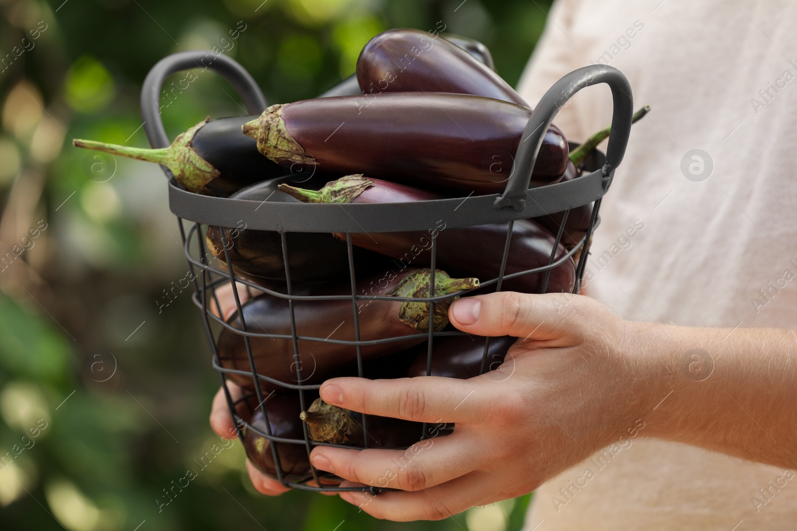 Photo of Man holding metal basket with ripe eggplants outdoors, closeup