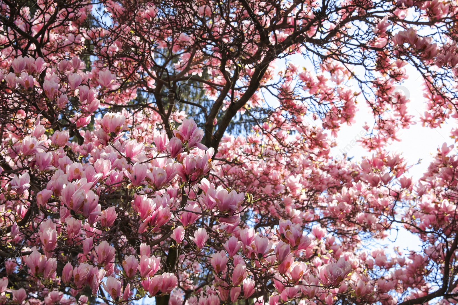 Photo of Closeup view of blooming magnolia tree on sunny day