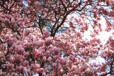 Closeup view of blooming magnolia tree on sunny day