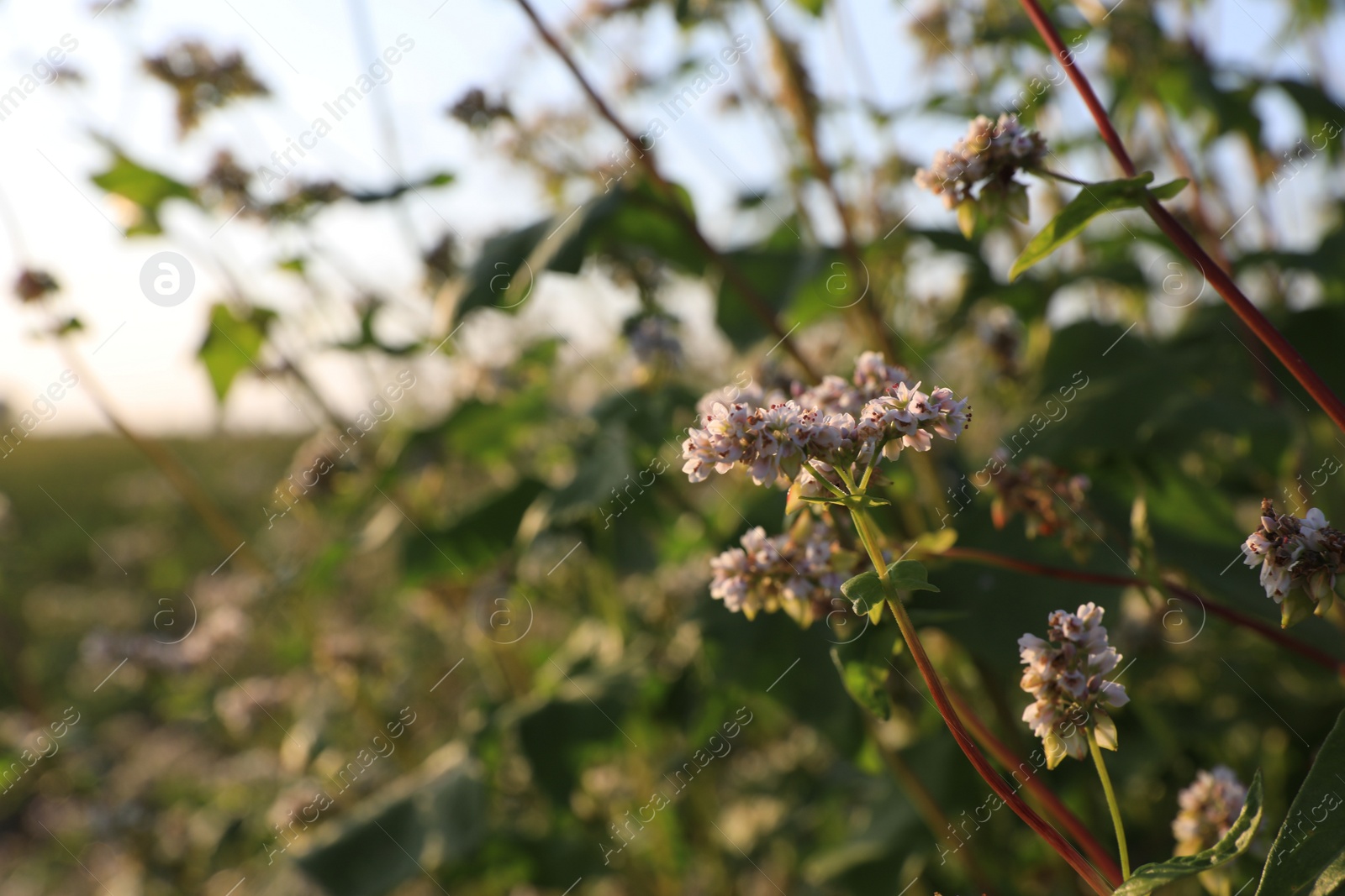 Photo of Beautiful blossoming buckwheat field on sunny day, closeup view