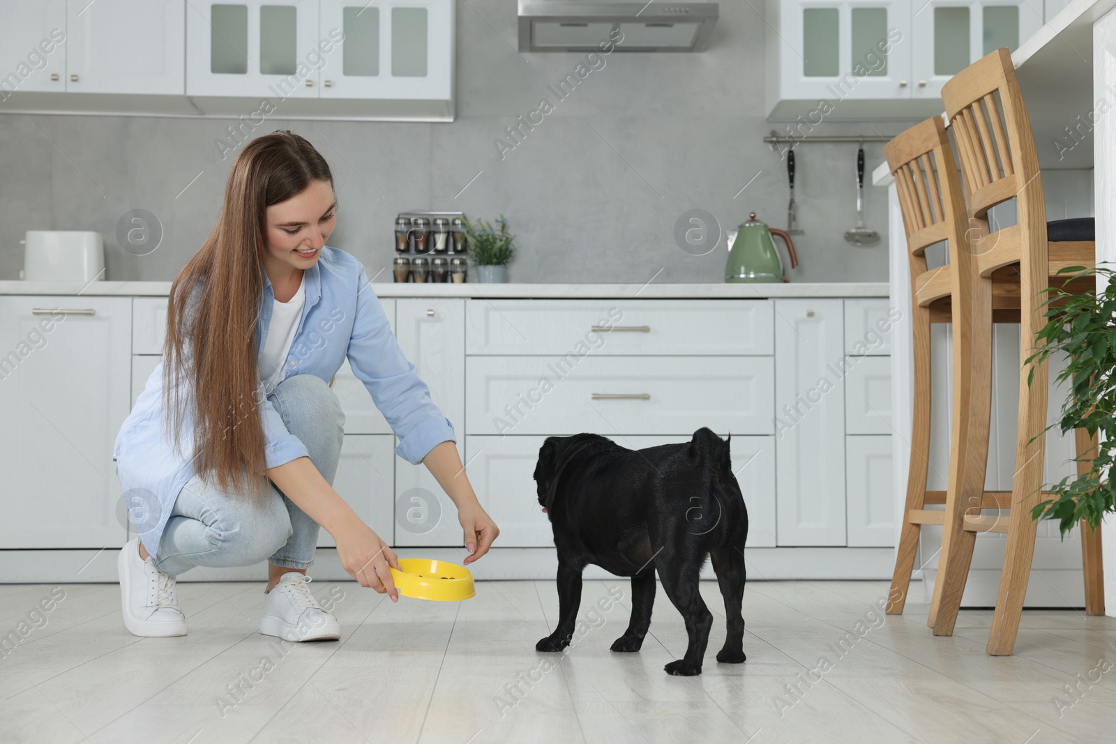 Photo of Beautiful young woman feeding her adorable Pug dog in kitchen