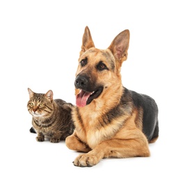 Adorable cat and dog on white background. Animal friendship