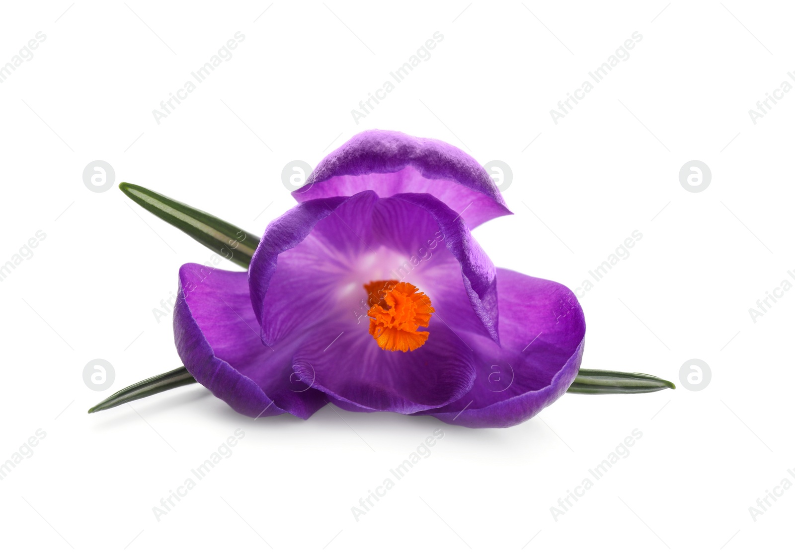 Photo of Beautiful purple crocus flower isolated on white