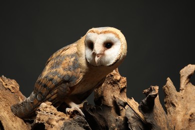 Beautiful common barn owl on tree against grey grey background