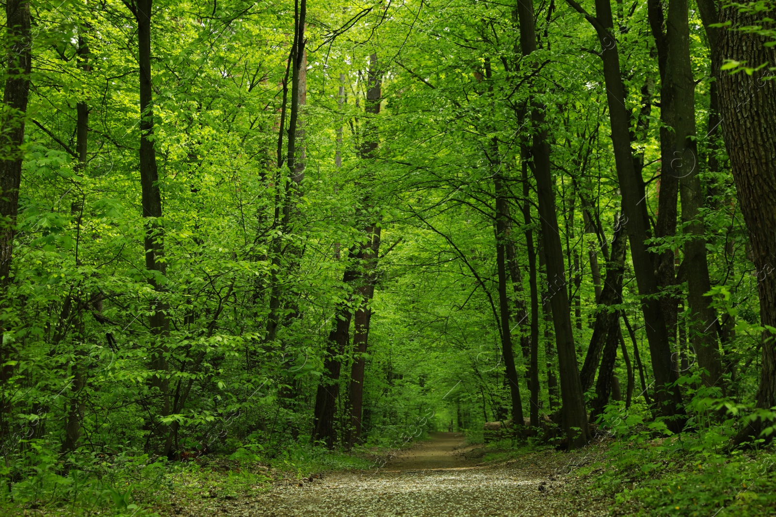 Photo of Beautiful landscape with pathway among tall trees in park