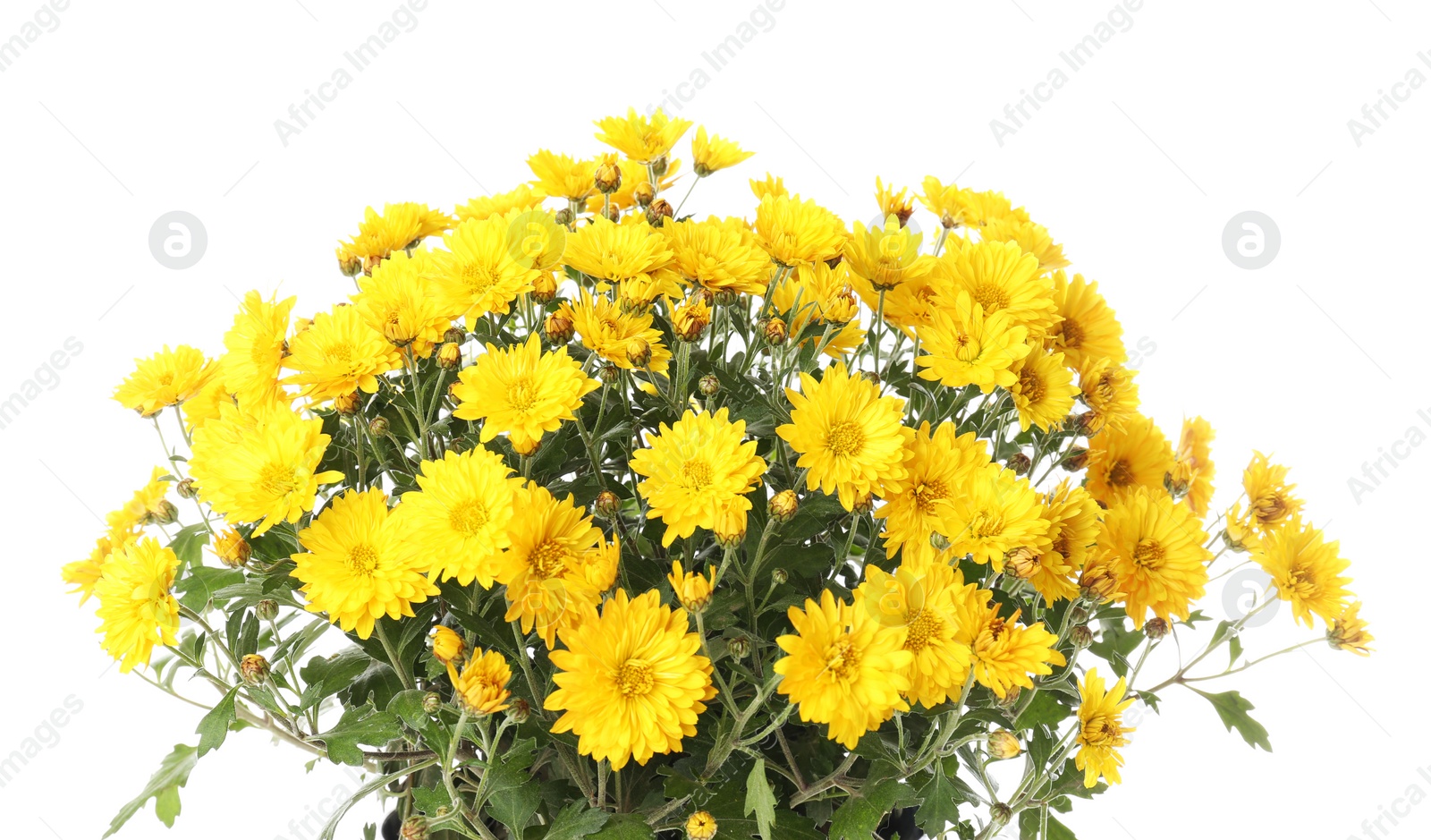 Photo of Beautiful bouquet of colorful chrysanthemum flowers on white background