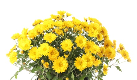 Beautiful bouquet of colorful chrysanthemum flowers on white background