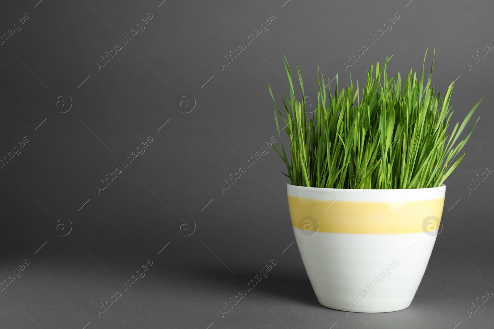 Photo of Ceramic pot with fresh wheat grass on grey background, space for text