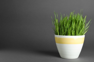 Ceramic pot with fresh wheat grass on grey background, space for text