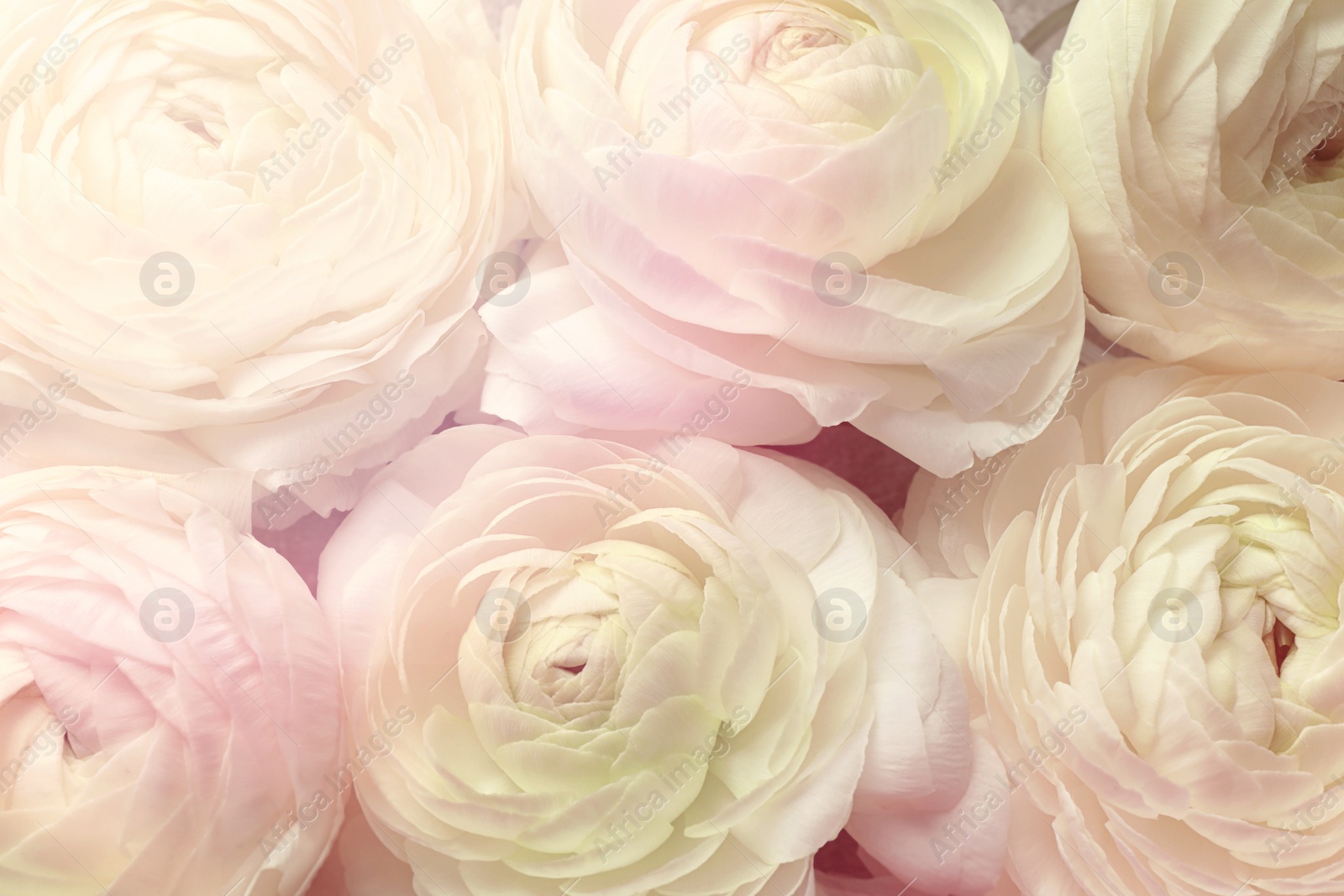 Image of Beautiful ranunculus flowers as background, closeup view