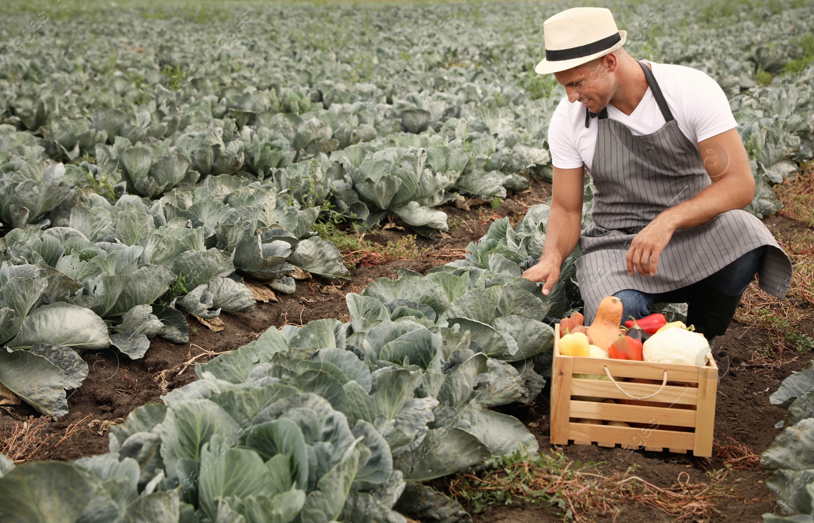 Photo of Farmer working in cabbage field. Harvesting time