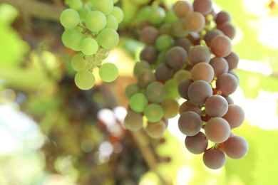 Photo of Bunch of ripe grapes growing at vineyard, closeup