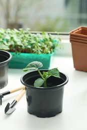 Seedlings growing in plastic containers with soil and gardening tools on windowsill