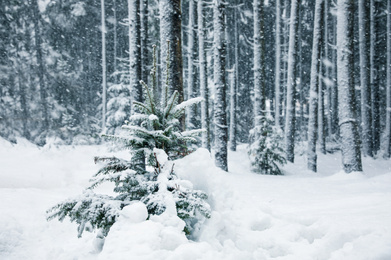 Photo of Beautiful fir tree near forest on snowy winter day