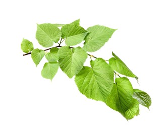 Photo of Branch of linden tree with young fresh green leaves isolated on white. Spring season