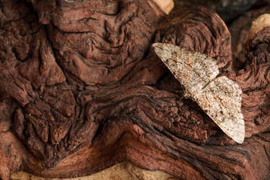 Photo of Alcis repandata moth on wooden textured background, top view. Space for text
