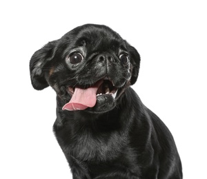 Photo of Adorable black Petit Brabancon dog on white background