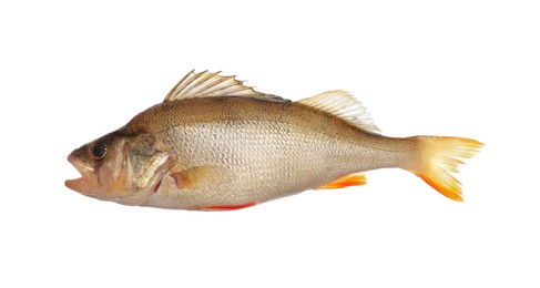 Photo of Fresh raw perch isolated on white. River fish