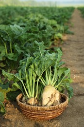 Photo of Wicker basket with fresh white beets in field