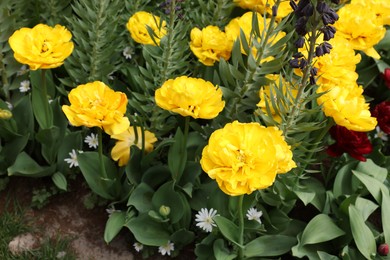 Many different beautiful flowers growing outdoors, closeup. Spring season